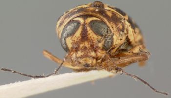 Media type: image; Entomology 8795   Aspect: head frontal view
